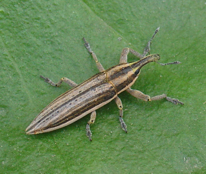 Lixus anguinus